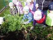 Sklízíme úrodu na školní zahrádce